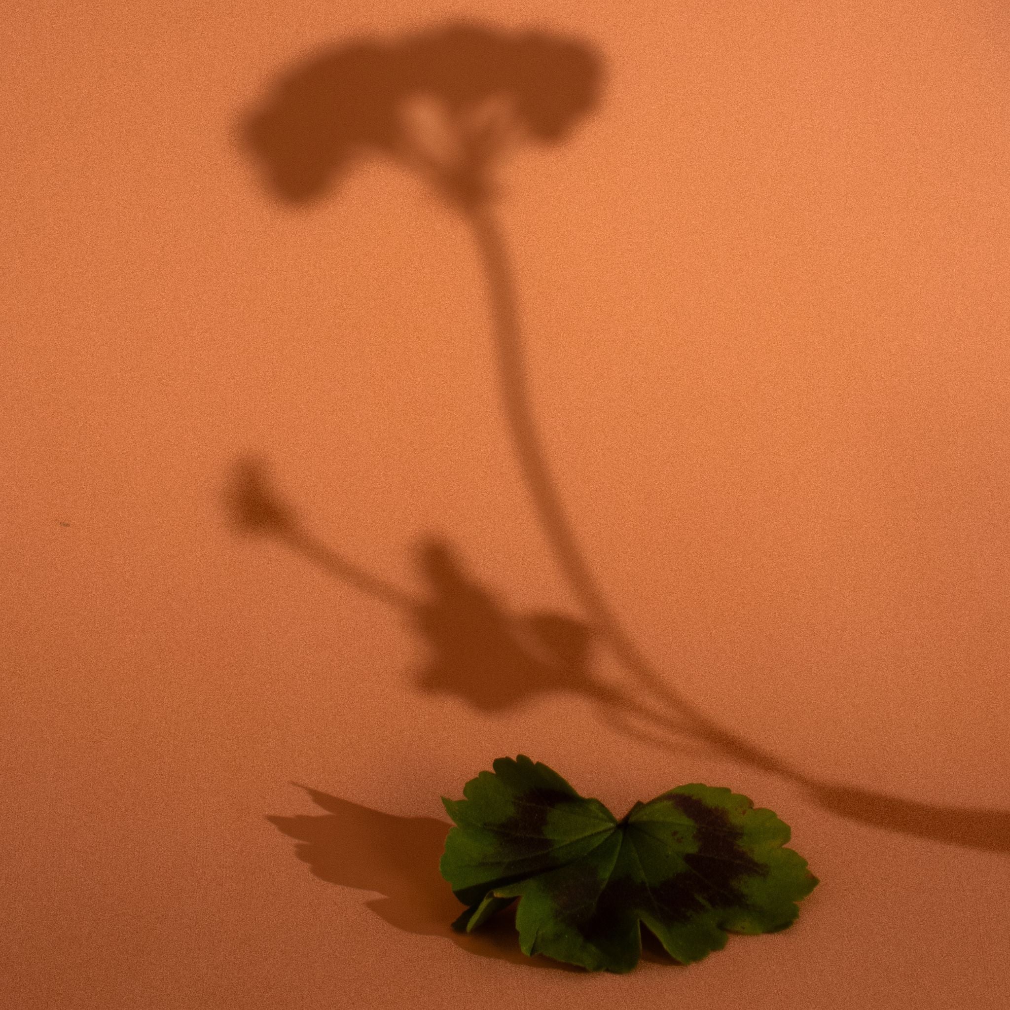 SILVA Hand & Body Balm — 50ml